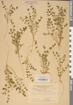 LE 01037083