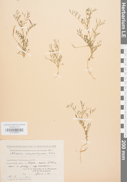 LE 01037091
