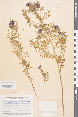 LE 01037093