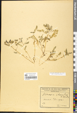 LE 01052035
