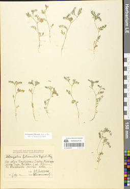 LE 01052037