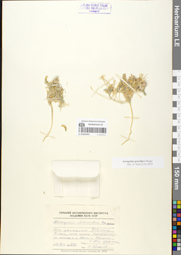 LE 01052041
