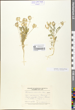LE 01052042