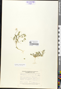 LE 01052044