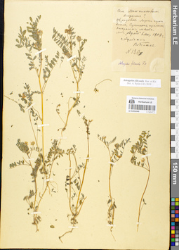 LE 01052049