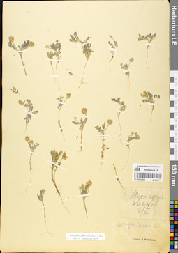 LE 01052050