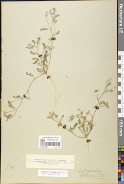 LE 01052081