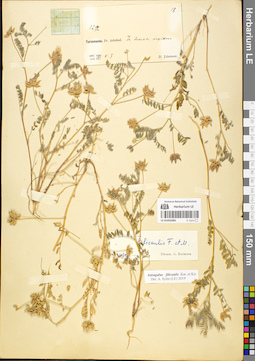 LE 01052085