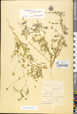 LE 01052087