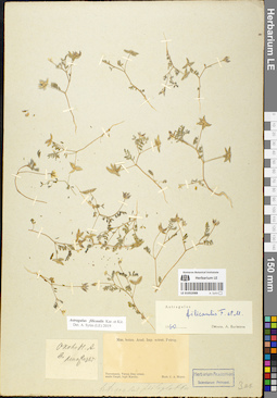 LE 01052088