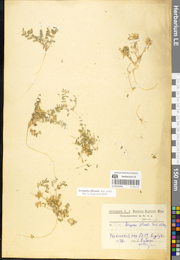 LE 01052095