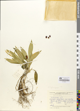 LE 01050211