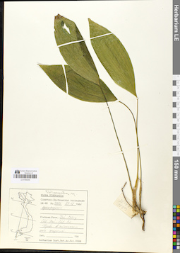 LE 01050250