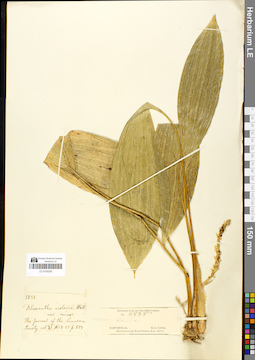 LE 01050262