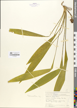 LE 01050289