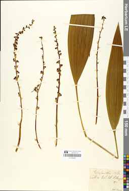 LE 01050292
