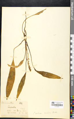 LE 01050297