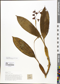 LE 01050433