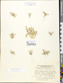LE 01052055