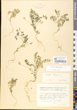 LE 01052061