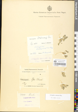 LE 01052062