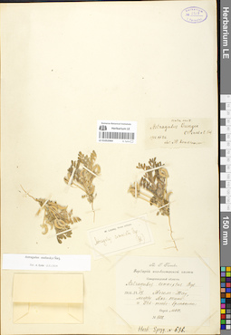 LE 01052064