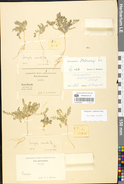 LE 01052065
