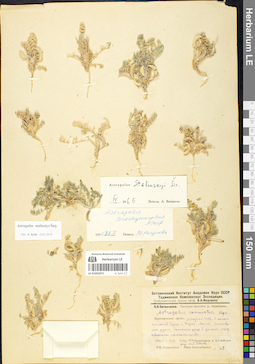 LE 01052071