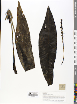 LE 01050338