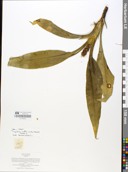 LE 01050343