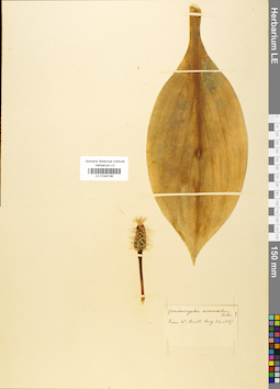 LE 01042195