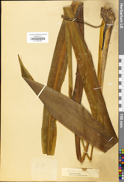 LE 01042196
