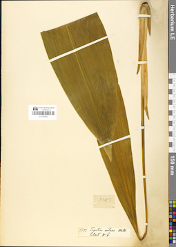 LE 01050053