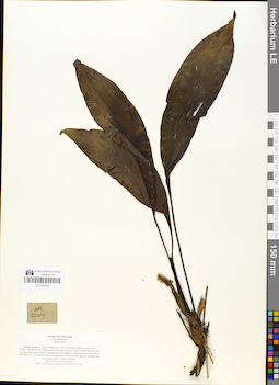 LE 01050161