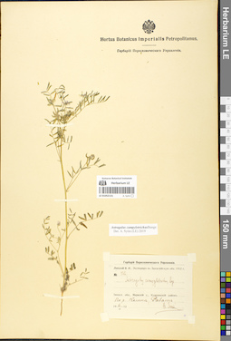 LE 01052131