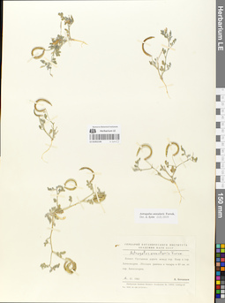LE 01052145