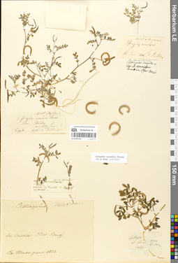 LE 01052150