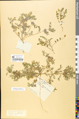 LE 01052153