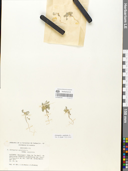 LE 01052154