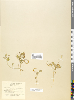LE 01052164