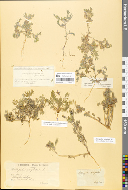 LE 01052172