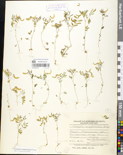 LE 01052175