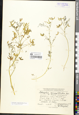 LE 01052176