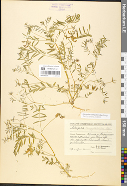 LE 01052181