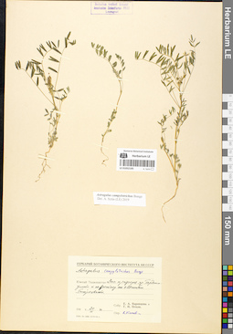 LE 01052185