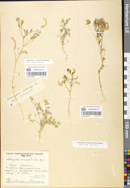 LE 01052195