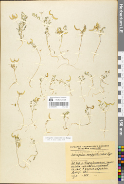 LE 01052196