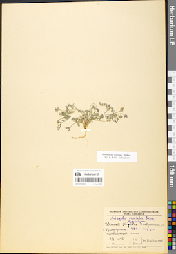 LE 01052206