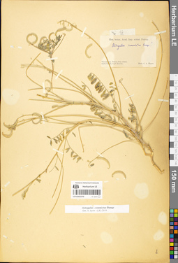 LE 01052270
