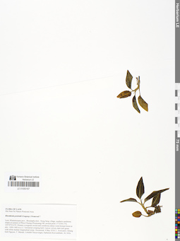 LE 01050167